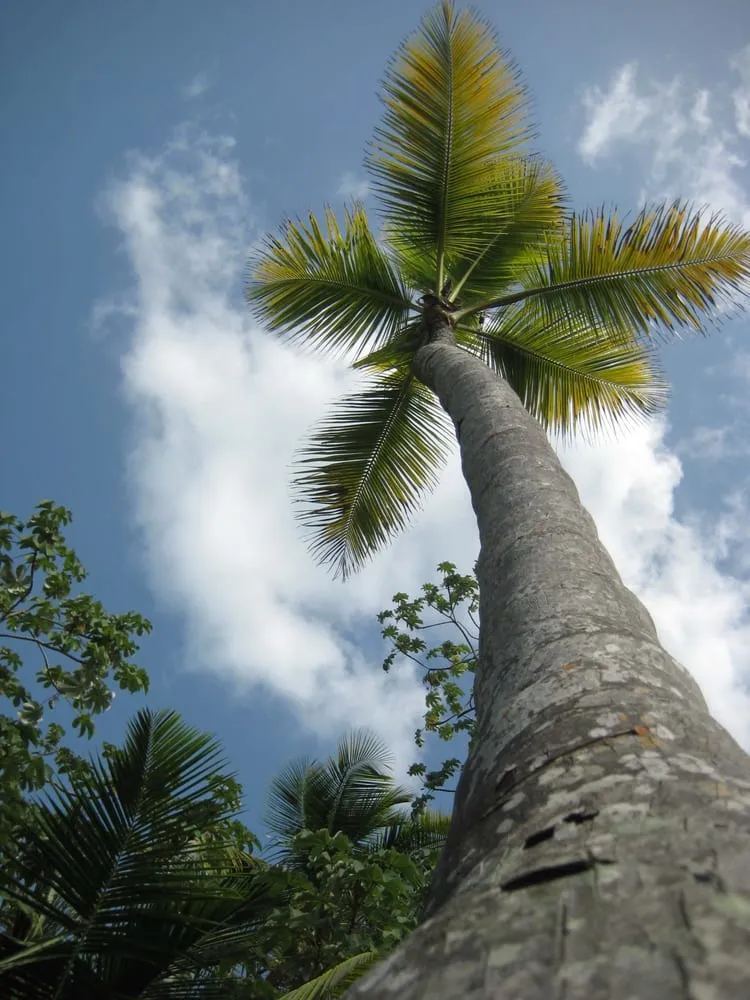 Trusted landscape design experts serving Sugar Land, TX - Palm Professionals Tropical Nursery