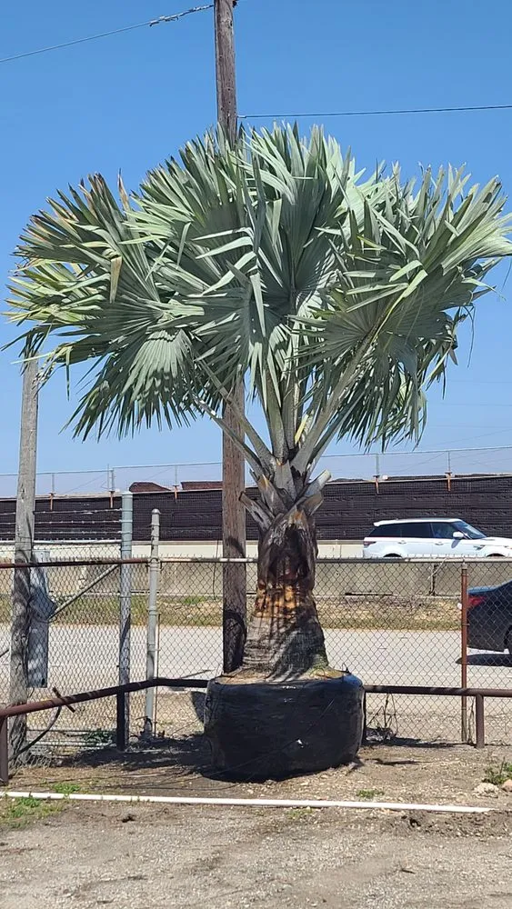 Reliable outdoor landscaping experts serving Sugar Land, TX - Palm Professionals Tropical Nursery