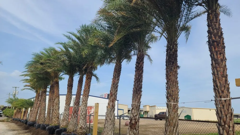 Custom yard maintenance experts serving Sugar Land, TX - Palm Professionals Tropical Nursery