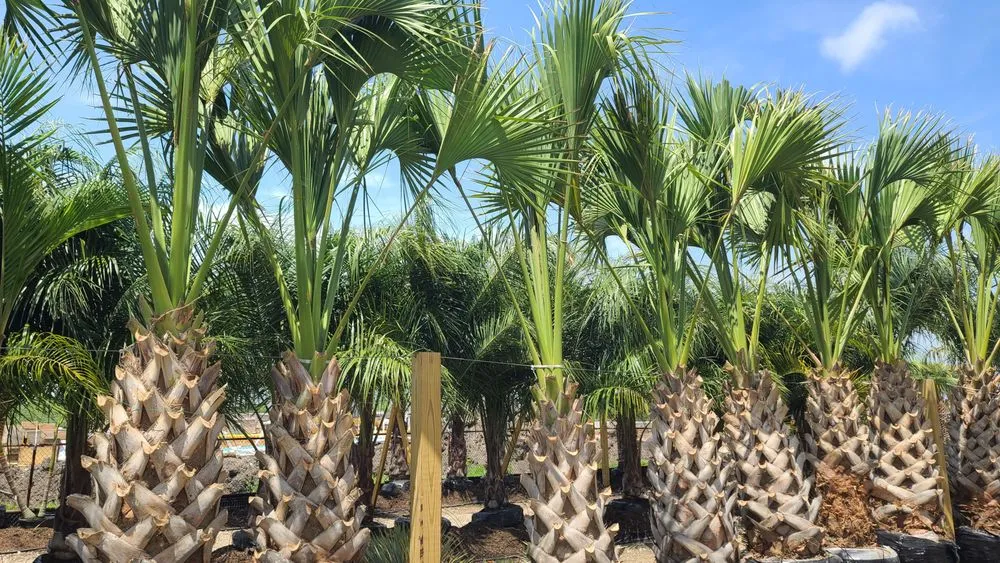 Local landscape installation experts serving Sugar Land, TX - Palm Professionals Tropical Nursery
