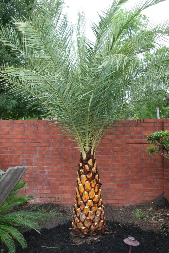 Trusted yard maintenance experts serving Sugar Land, TX - Palm Professionals Tropical Nursery
