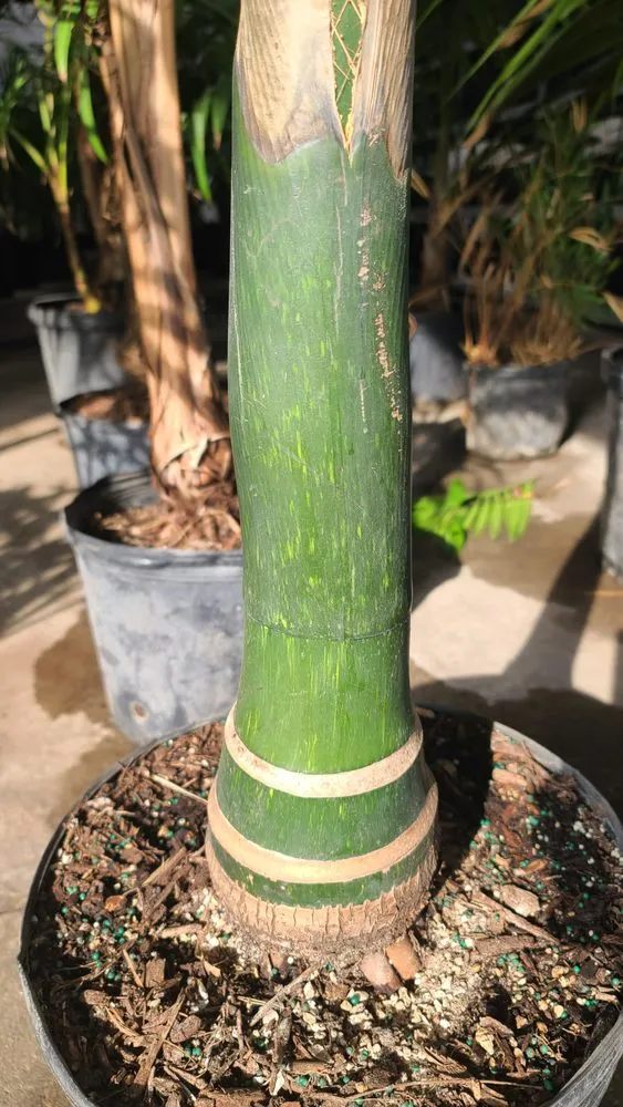 Custom outdoor landscaping experts serving Sugar Land, TX - Palm Professionals Tropical Nursery