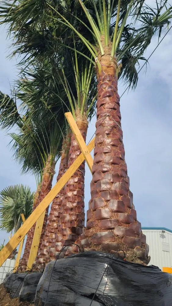 Affordable outdoor landscaping for outdoor upgrades across Sugar Land, TX - Palm Professionals Tropical Nursery