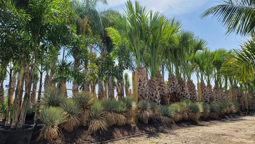 Expert garden landscaping with custom design in Sugar Land, TX by Palm Professionals Tropical Nursery