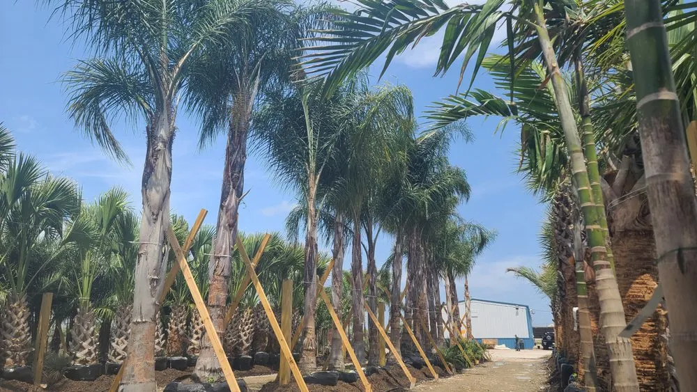 Top-rated lawn mowing service near you in Sugar Land, TX by Palm Professionals Tropical Nursery