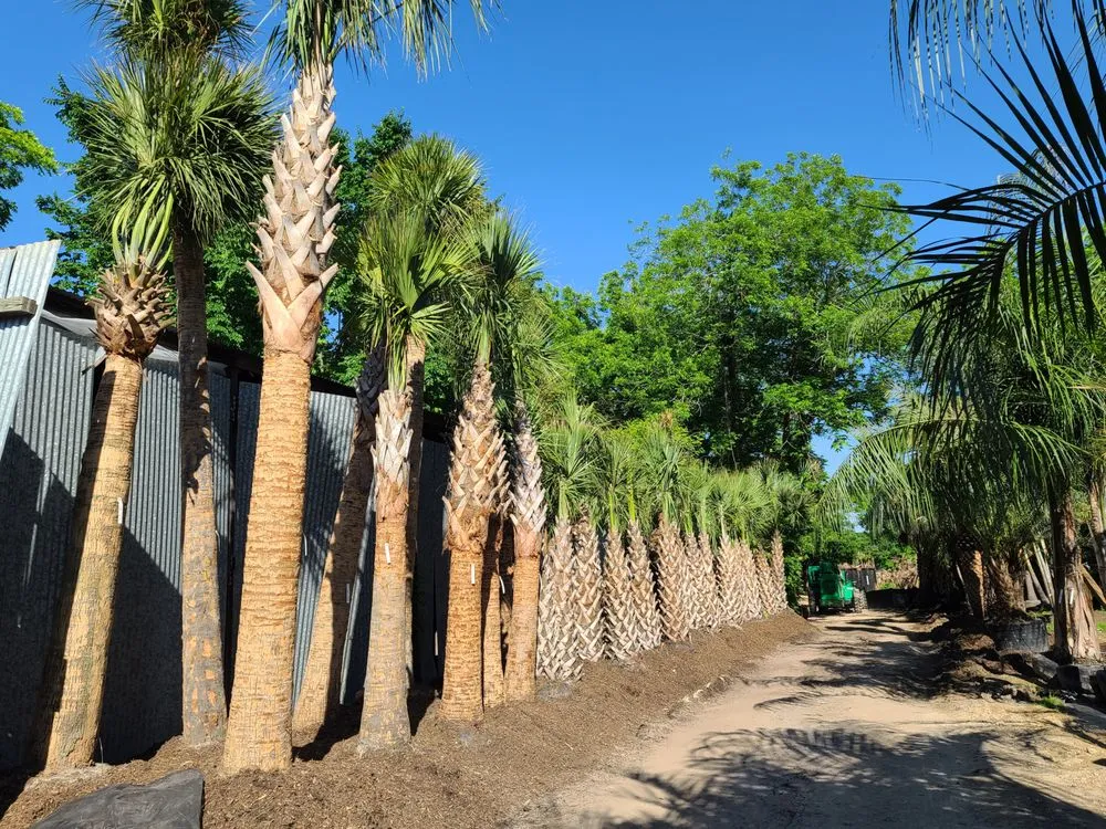 Reliable yard maintenance in Sugar Land, TX by Palm Professionals Tropical Nursery