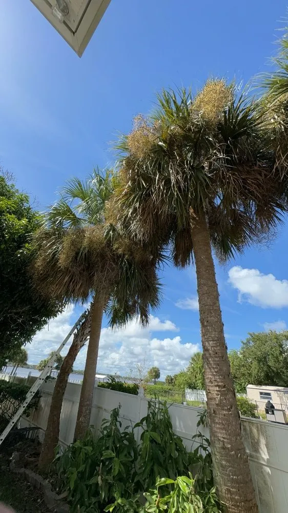 Professional residential landscaping experts serving Ormond Beach, FL - Palm Pros