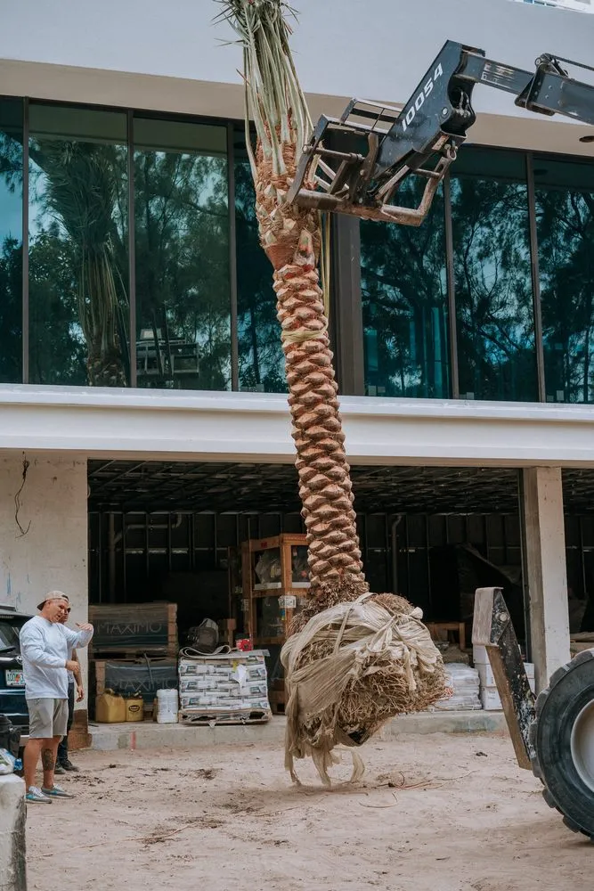 Top-rated landscape design experts serving Miami Beach, FL - Palm Pros305