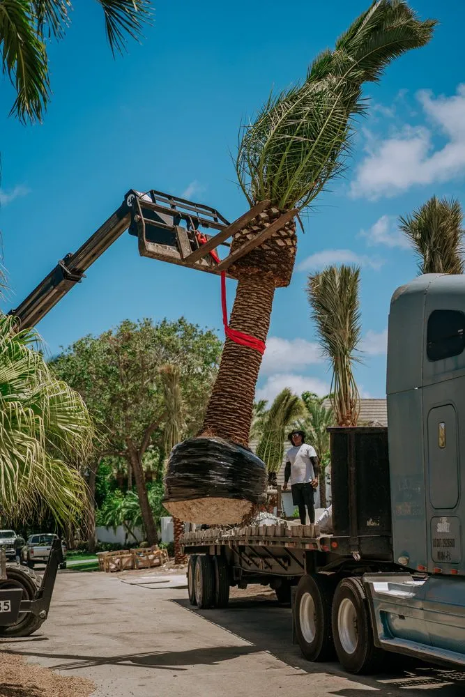 Local landscaping services for beautiful yards across Miami Beach, FL - Palm Pros305