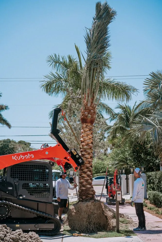 Custom yard cleanup service in Miami Beach, FL - Palm Pros305