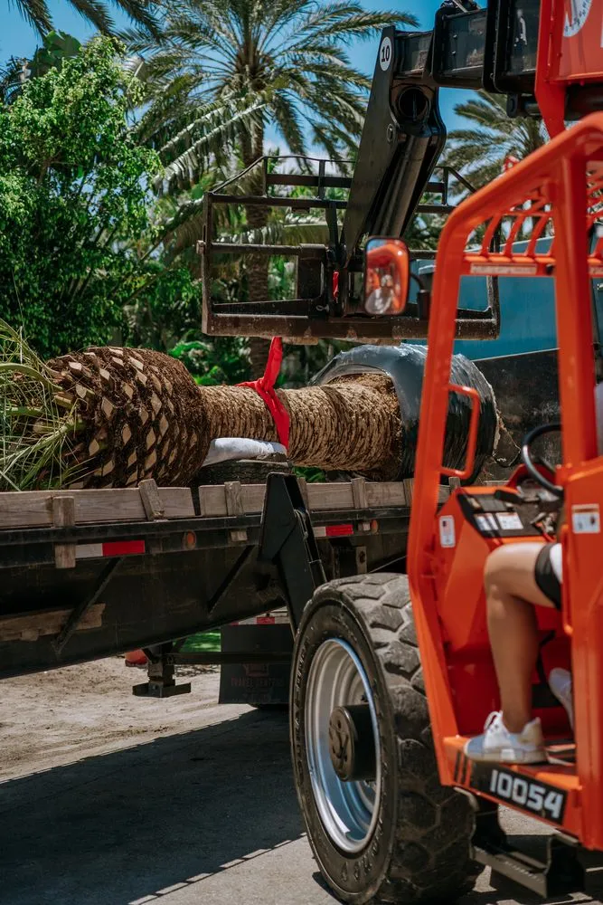 Local residential landscaping for beautiful yards across Miami Beach, FL - Palm Pros305