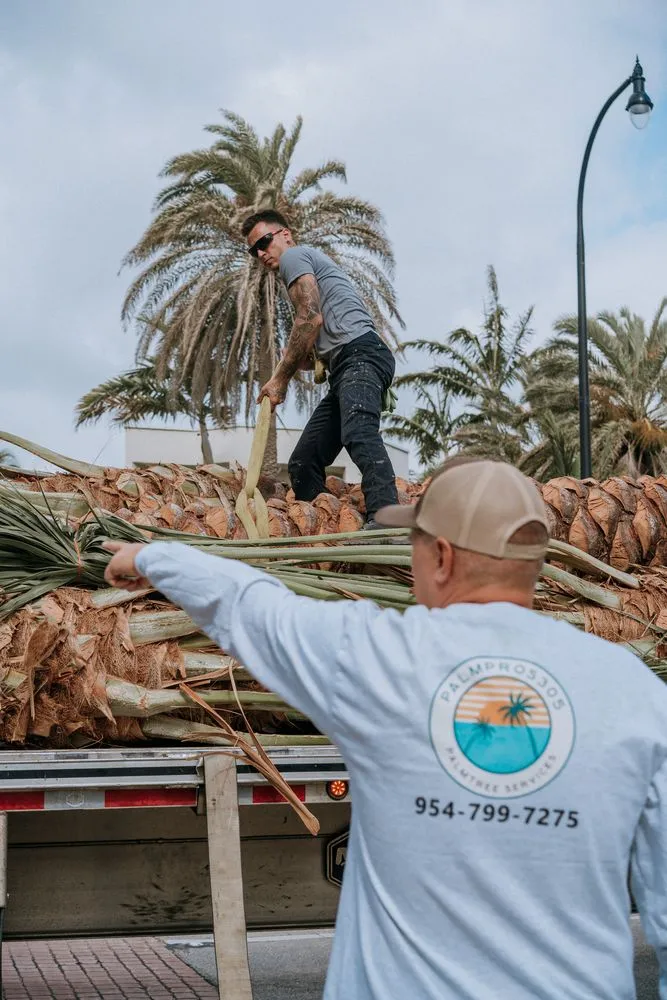 Professional landscape installation in Miami Beach, FL by Palm Pros305