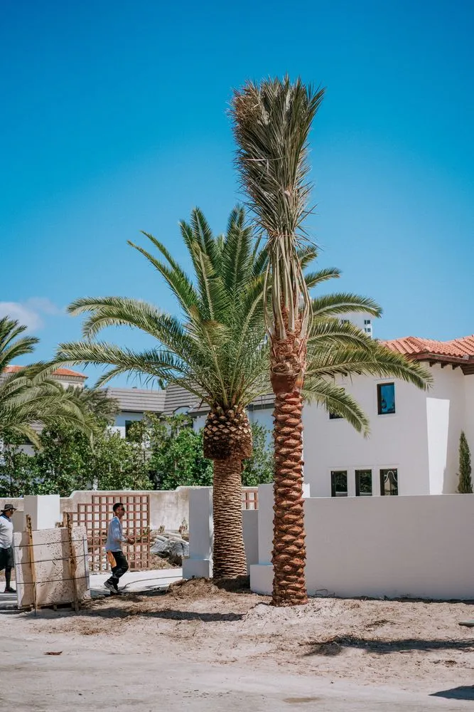 Reliable residential landscaping in Miami Beach, FL by Palm Pros305