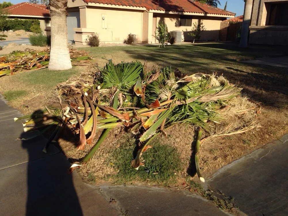 Professional outdoor landscaping experts serving Cathedral City, CA - Palm Springs Tree Service