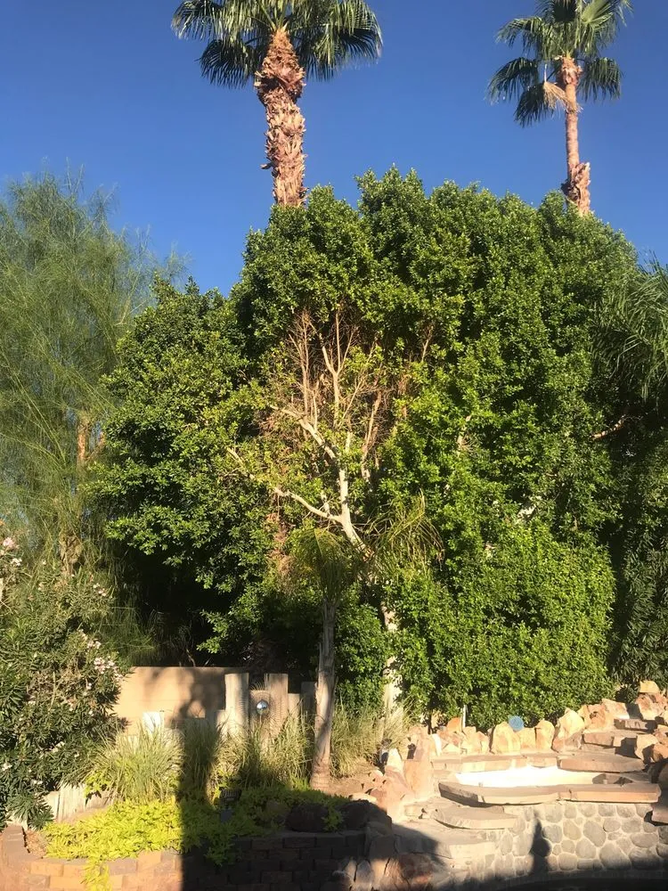 Reliable yard maintenance for year-round maintenance across Cathedral City, CA - Palm Springs Tree Service