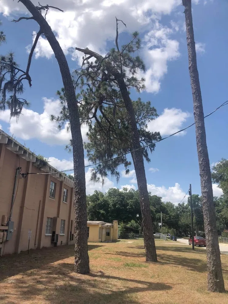 Local lawn mowing service in Clearwater, FL by Palm State Outdoor Services