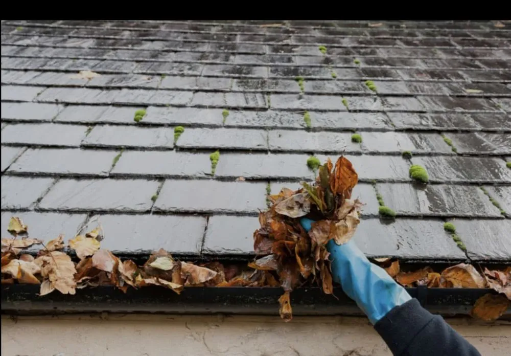 Trusted garden landscaping in Hilton Head Island, SC - Palm Tree Lawn