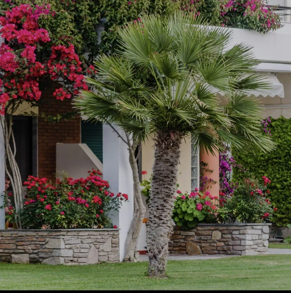 Reliable landscaping services experts serving Hilton Head Island, SC - Palm Tree Lawn