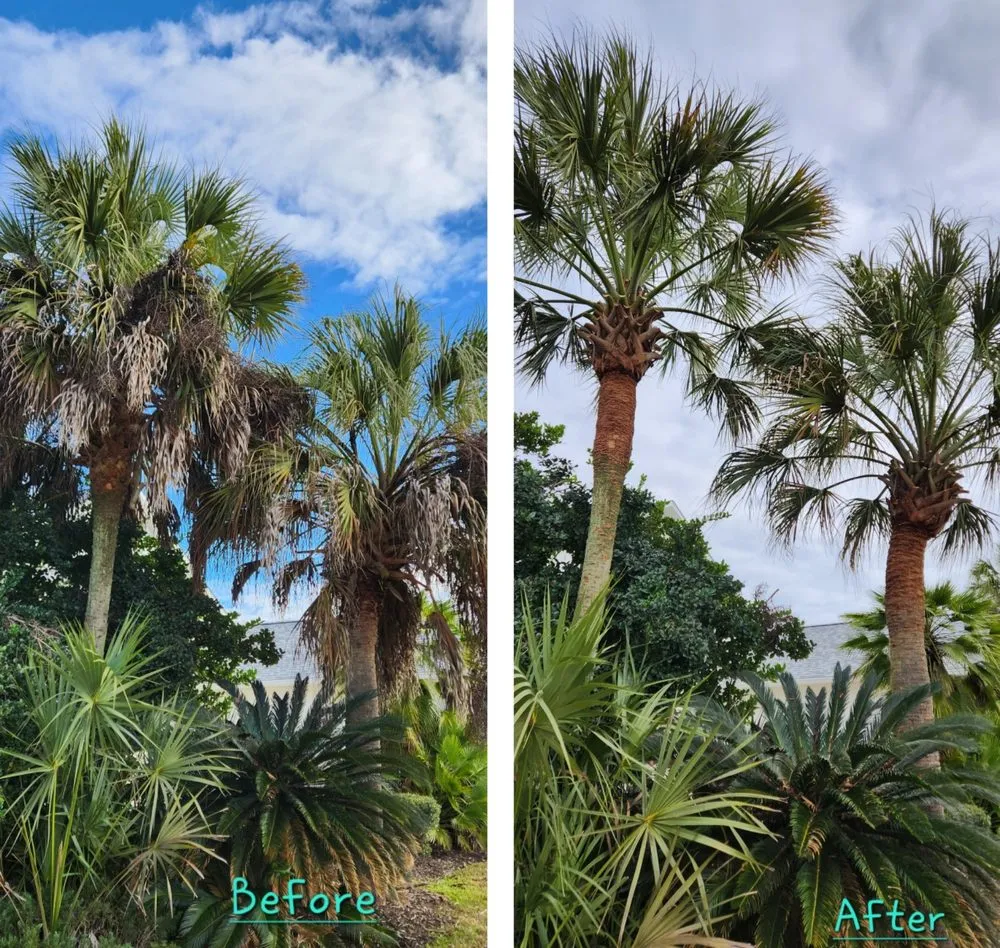 Top-rated residential landscaping for outdoor upgrades across Pensacola, FL - Palm Tree Specialist of Pensacola