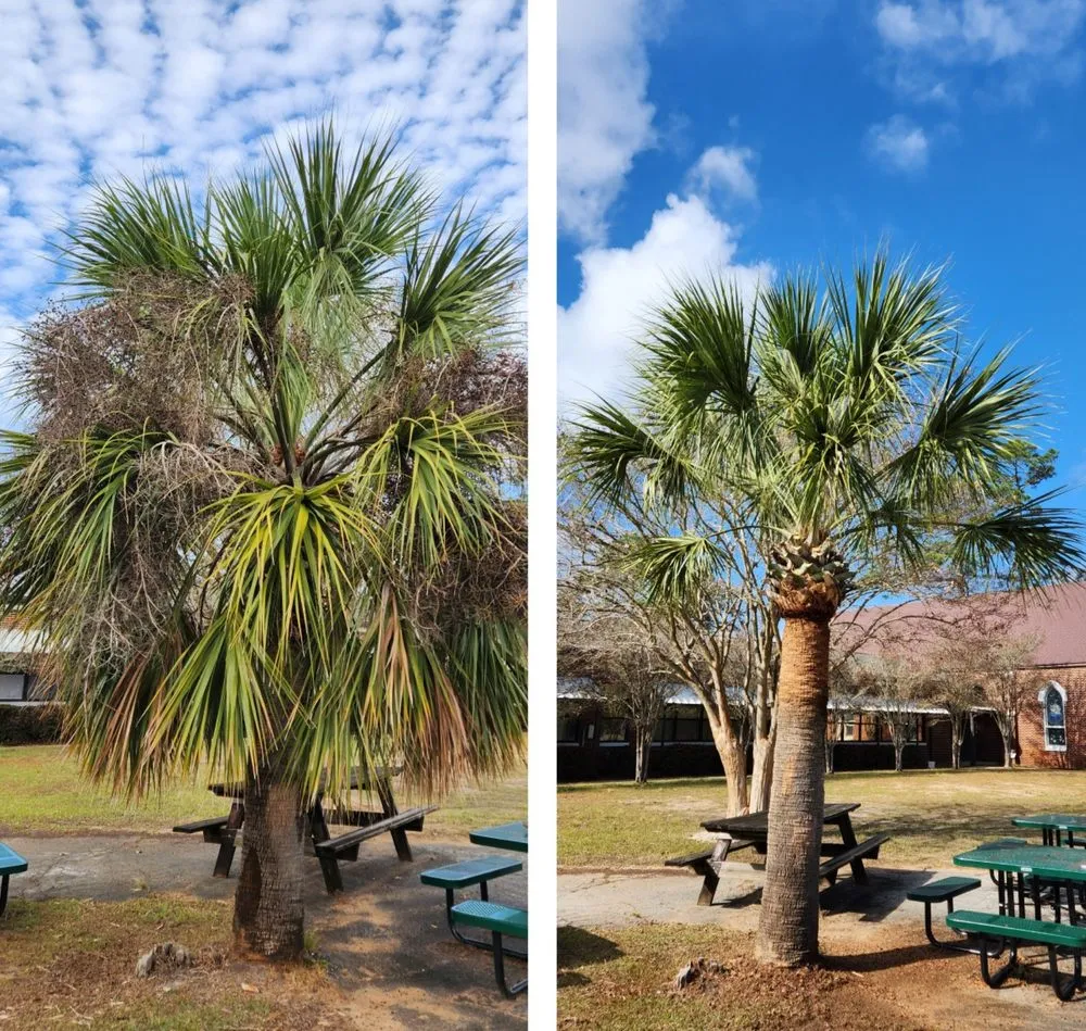 Expert lawn care service in Pensacola, FL - Palm Tree Specialist of Pensacola