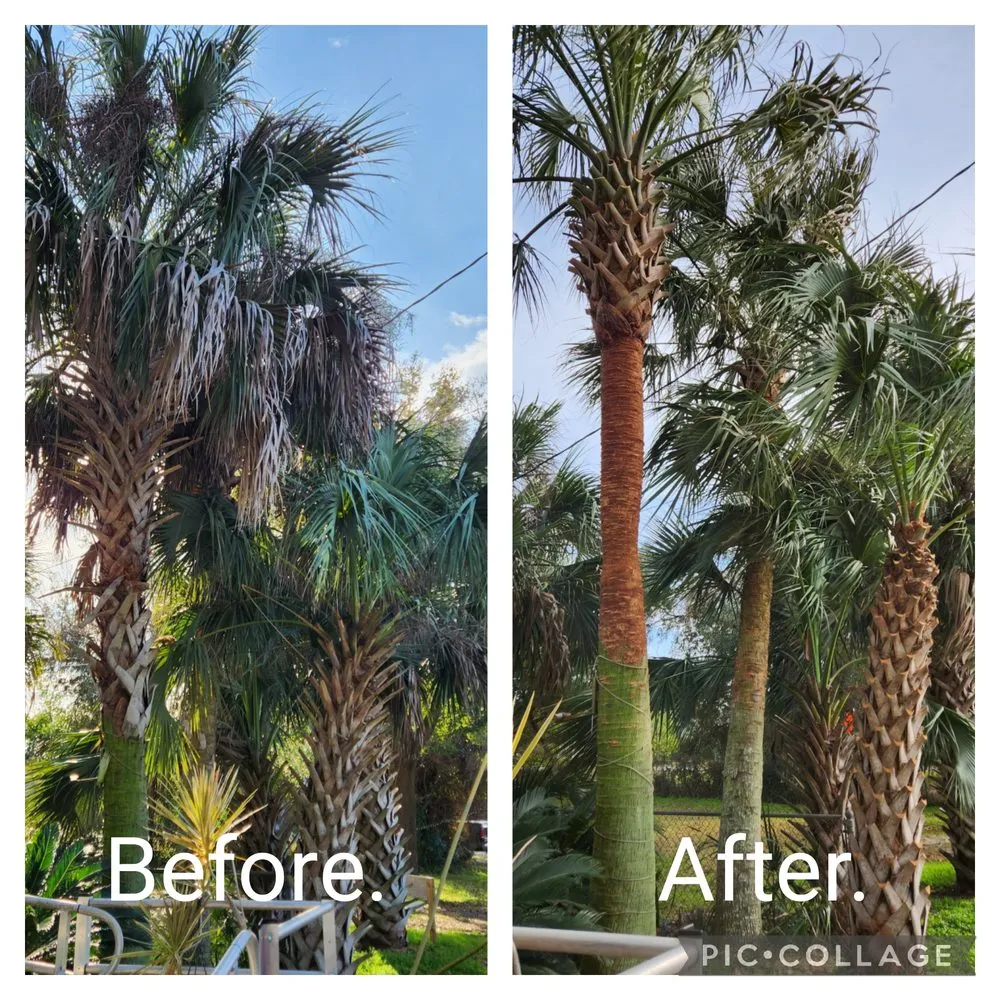 Custom yard cleanup service in Pensacola, FL - Palm Tree Specialist of Pensacola