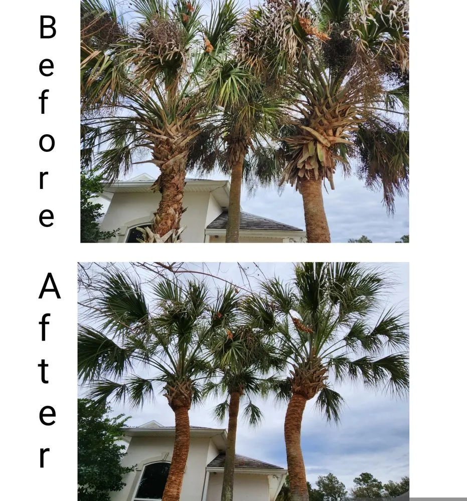 Local garden landscaping in Pensacola, FL - Palm Tree Specialist of Pensacola