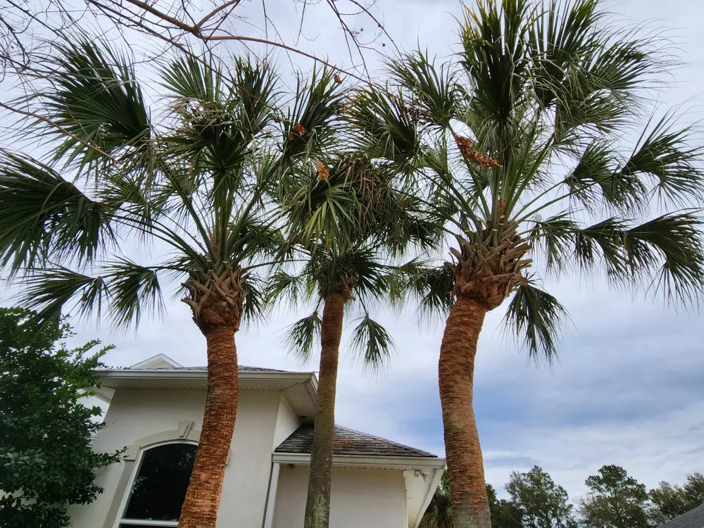 Trusted landscape installation near you in Pensacola, FL by Palm Tree Specialist of Pensacola