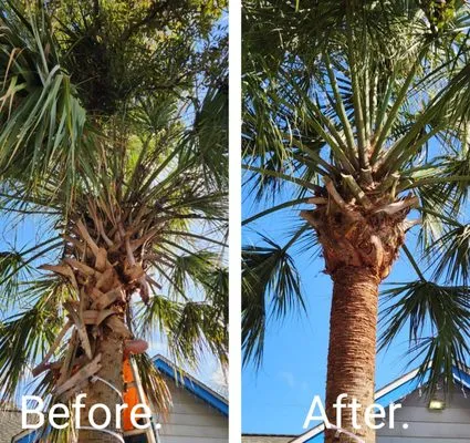 Palm Tree Specialist of Pensacola Logo