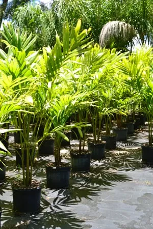 Affordable outdoor landscaping for residential properties in Lake Worth, FL by Palm Tree Warehouse