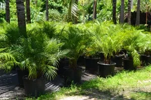 Trusted landscape installation in Lake Worth, FL - Palm Tree Warehouse