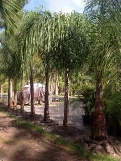 Expert lawn care service for residential properties across Lake Worth, FL - Palm Tree Warehouse