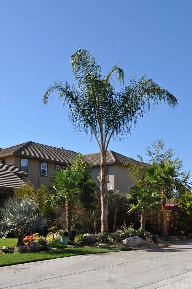 Professional yard maintenance for homes across Galt, CA - Palm Trees and Plants