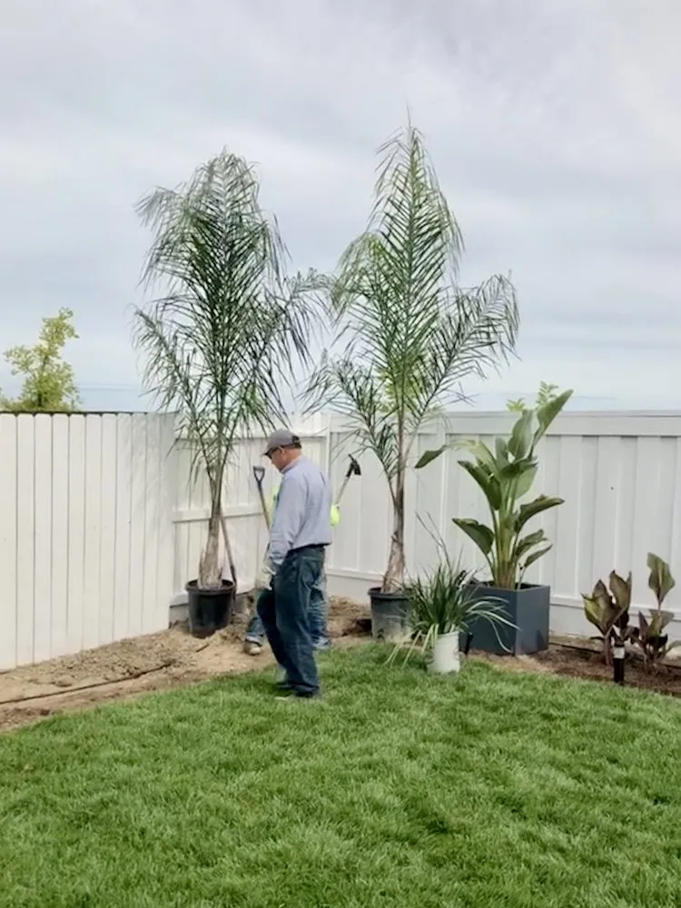 Reliable outdoor landscaping in Pleasant Grove, CA by Palm Trees and Plants