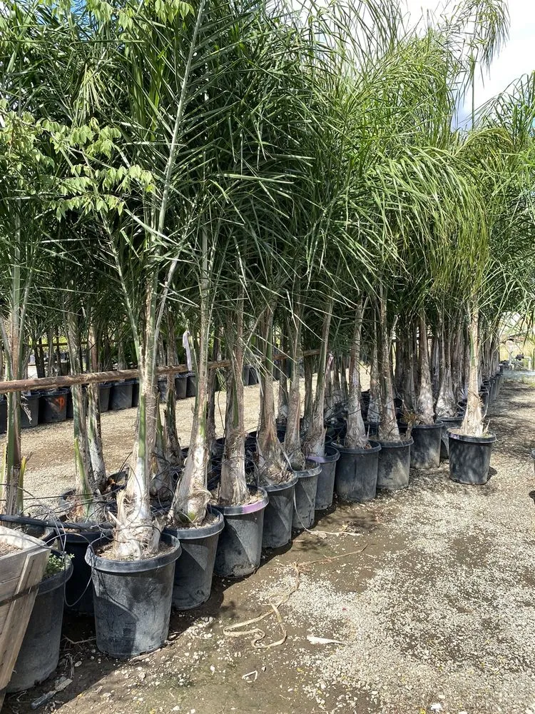 Custom landscape installation experts serving Pleasant Grove, CA - Palm Trees and Plants