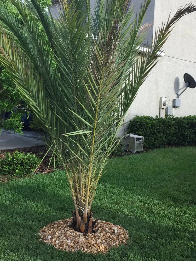 Custom lawn mowing service near you across Punta Gorda, FL - Palm Trees Plus