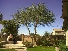 Affordable yard cleanup service for outdoor upgrades across East Velley, AZ - Palm West Landscaping