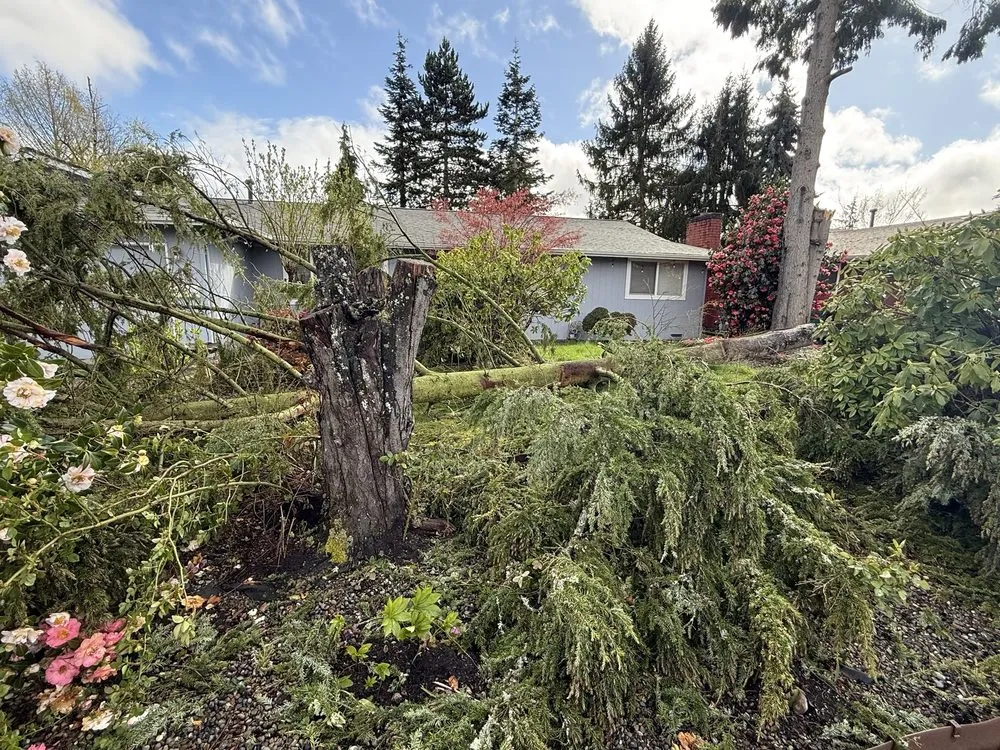 Professional lawn care service for residential properties in Auburn, WA by Palma Construction Services