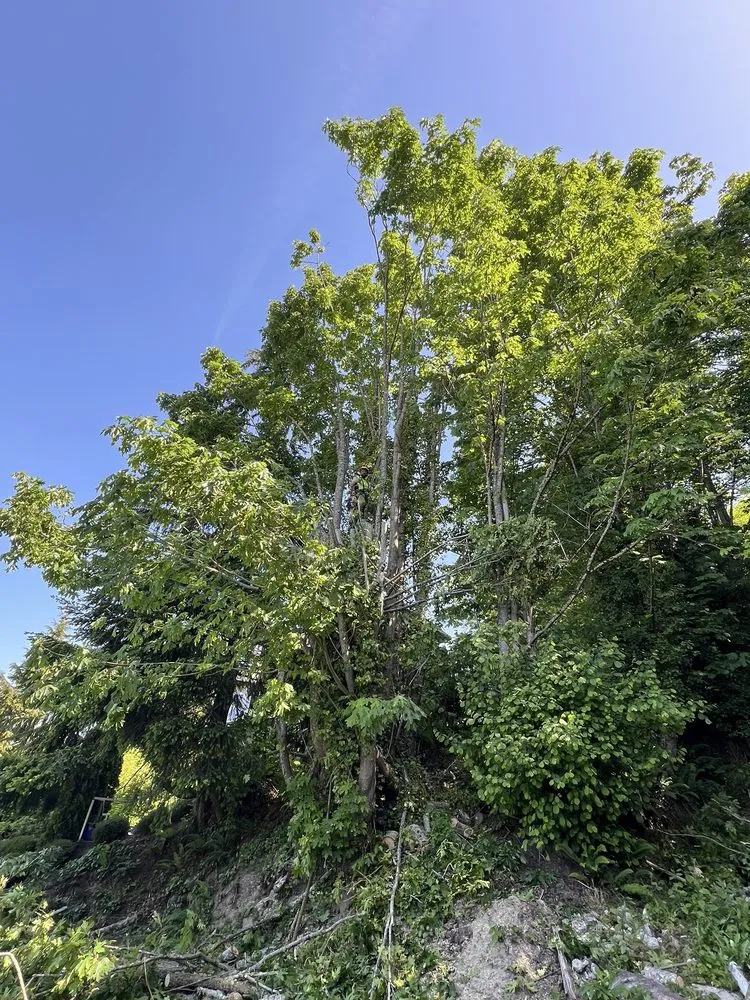 Custom landscape design in Auburn, WA by Palma Construction Services