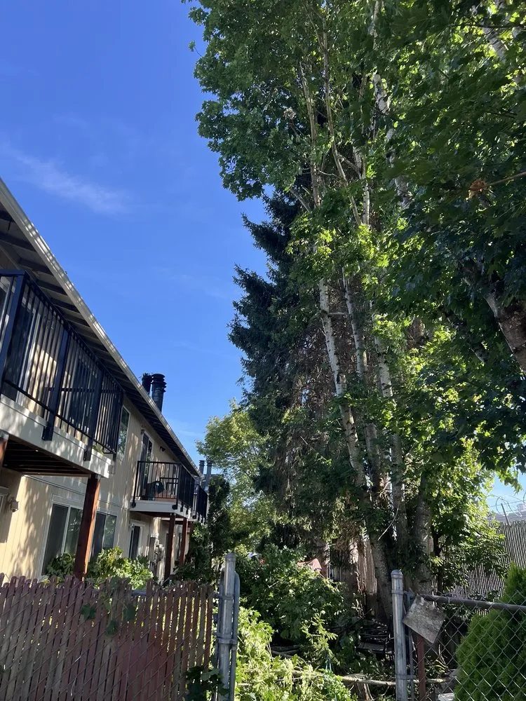 Professional yard cleanup service for homes in Auburn, WA by Palma Construction Services