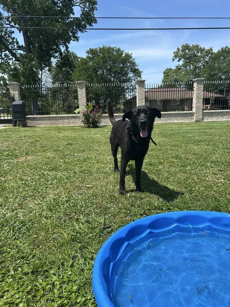 Affordable yard cleanup service for outdoor upgrades in Channelview, TX by Palma Lawn Service