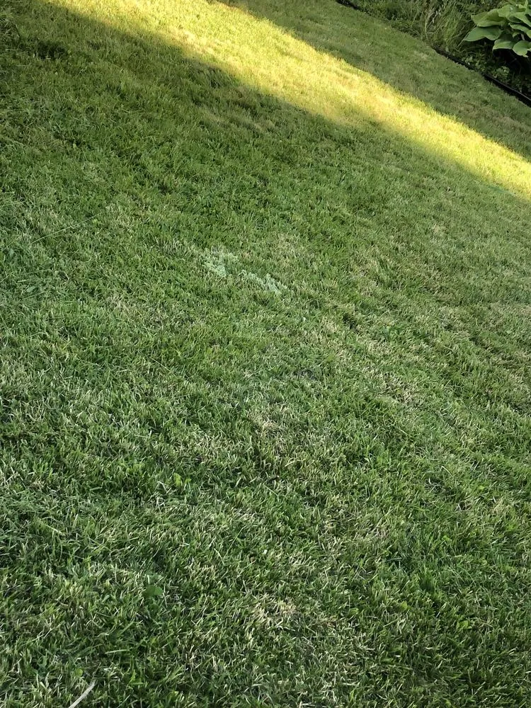 Expert yard maintenance for beautiful yards across South Portland, ME - Palma Lawncare