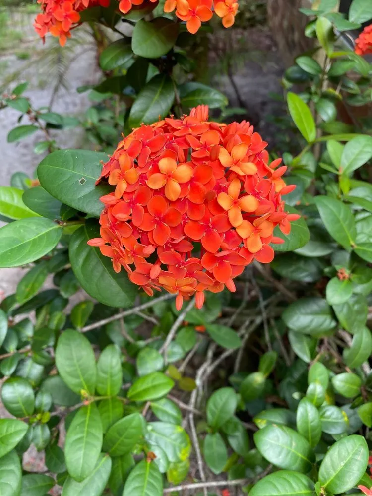 Expert lawn care service experts serving Malabar, FL - Palmarosa Nursery Of Valkaria