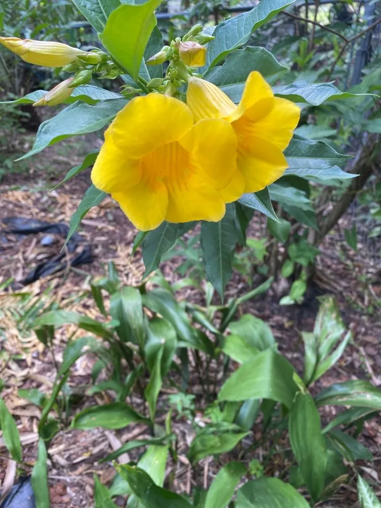 Professional garden landscaping in Malabar, FL - Palmarosa Nursery Of Valkaria