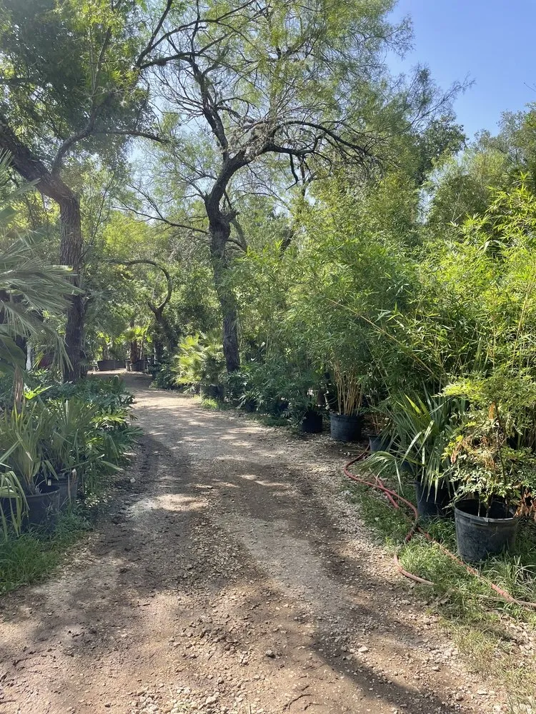 Professional yard cleanup service with custom design across San Antonio, TX - PalmBuddha