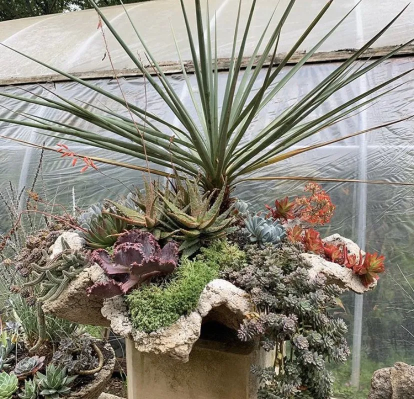 Local yard cleanup service experts serving San Antonio, TX - PalmBuddha