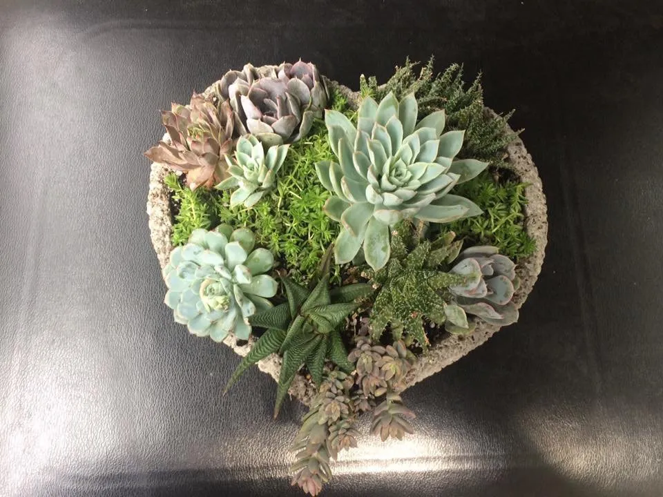 Affordable outdoor landscaping for year-round maintenance in San Antonio, TX by PalmBuddha