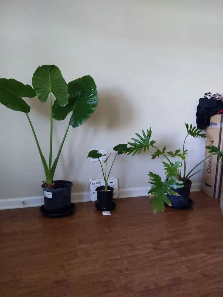 Expert yard cleanup service in San Antonio, TX by PalmBuddha