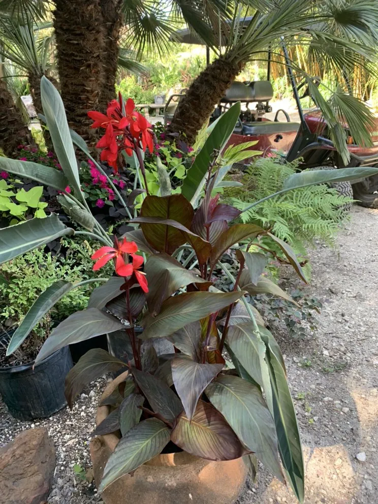 Custom lawn mowing service in San Antonio, TX by PalmBuddha