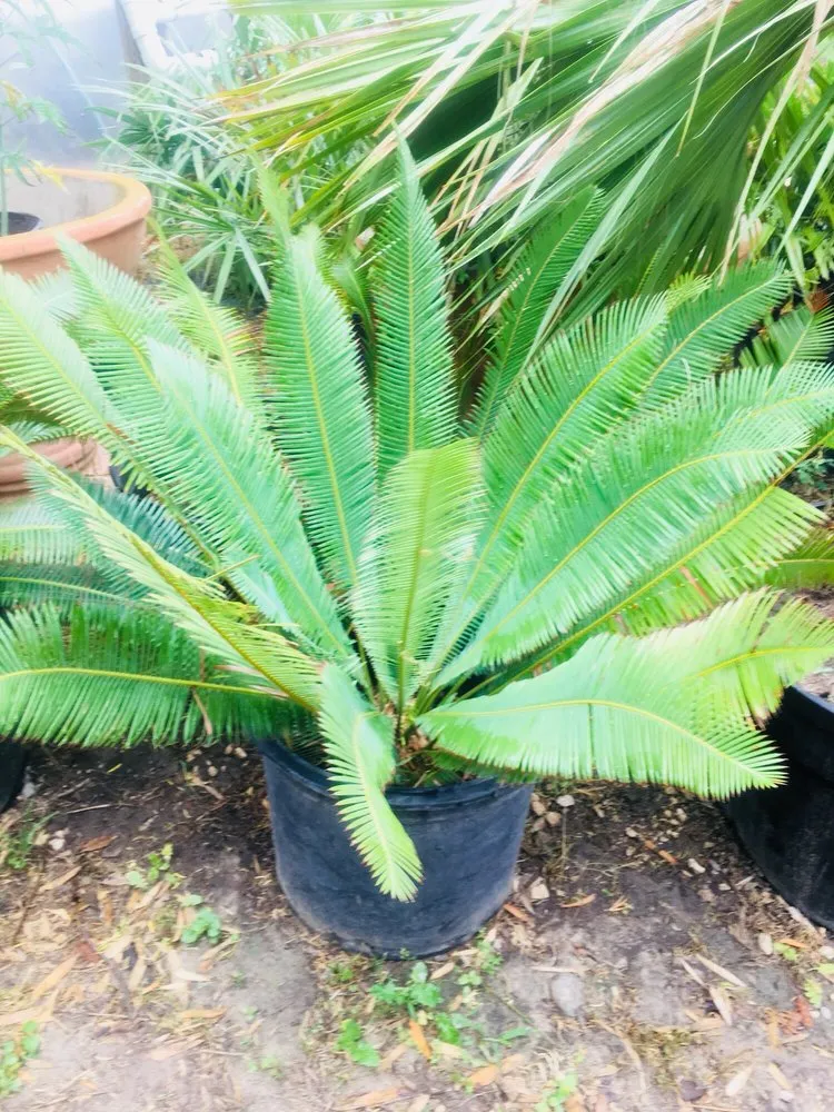 Local landscaping services for homes across San Antonio, TX - PalmBuddha