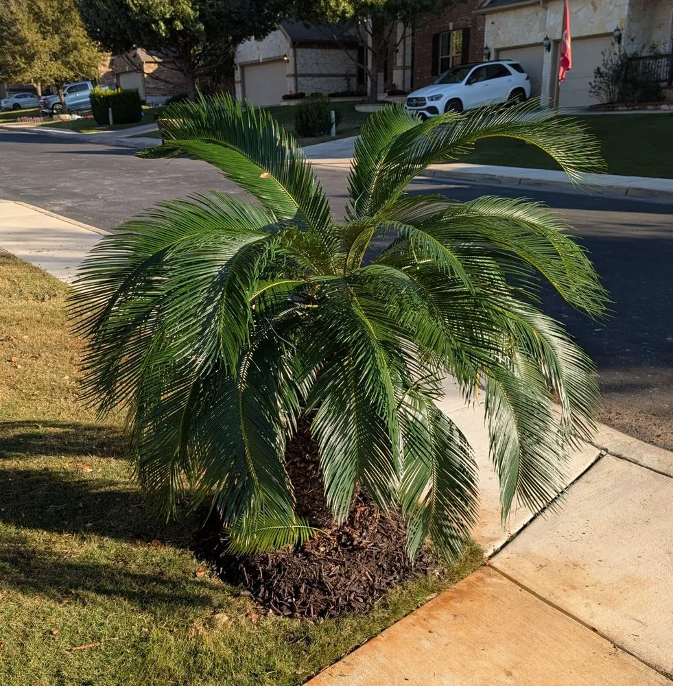 Reliable landscape installation for residential properties across San Antonio, TX - PalmBuddha